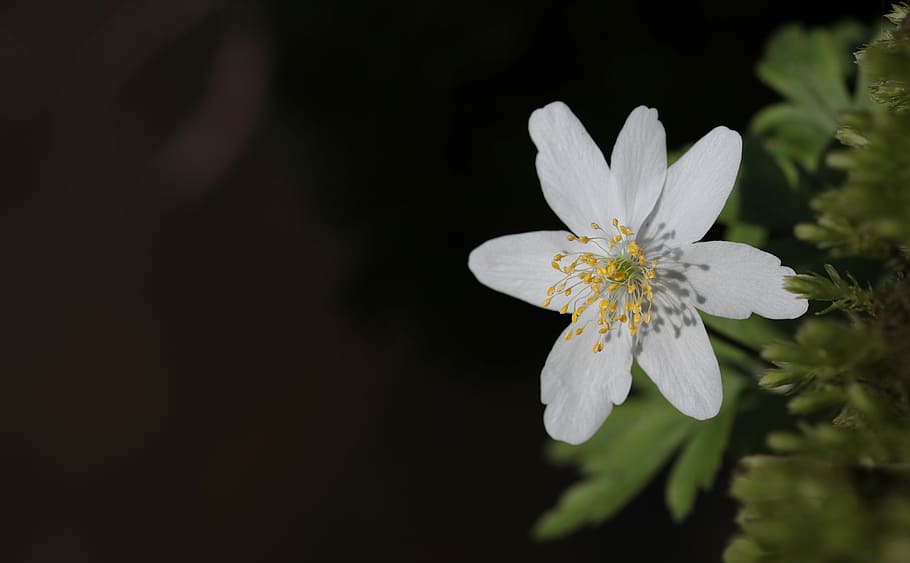 selective, focus photography, white, bloodroot flower, wood anemone, anemone nemorosa, flower, nature, plant, spring