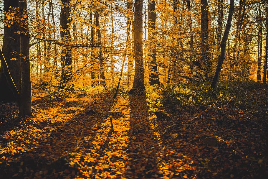 影の秋の森, 影, 秋, 森, 自然, 木, 葉, アウトドア, 風景, 日光