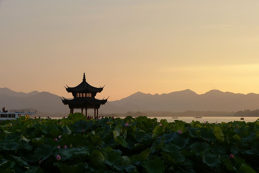 water hyacinth, sunset, china, pagoda, lotus flowers, asia, temple - Building, buddhism, nature, cultures