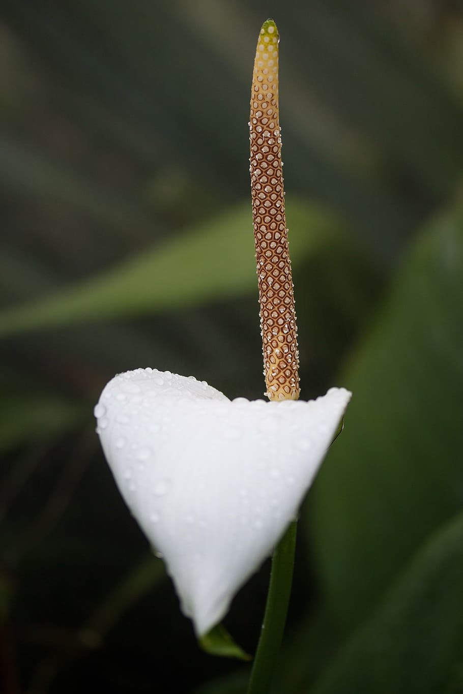 bunga putih, bunga flamingo, anthurium, tribus anthurieae, araceae, genus neotropis, tropis, amerika tengah, hutan, hujan