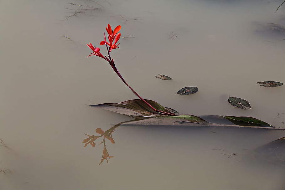 red, flower, green, leaf, floating, water, nature, the body of water, some people don't, flowers