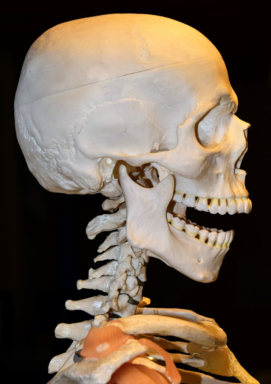 esqueleto humano, columna vertebral, columna cervical, pino, mandíbula, mandíbula superior, cuencas de los ojos, objeto de enseñanza, demostración, anatomía