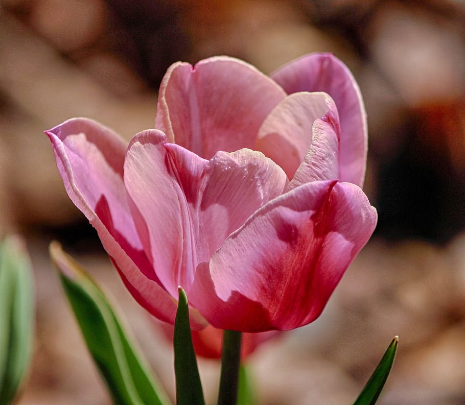 shallow, focus photography, pink, flower, shallow focus, photography, tulip, pink tulip, floral, fresh