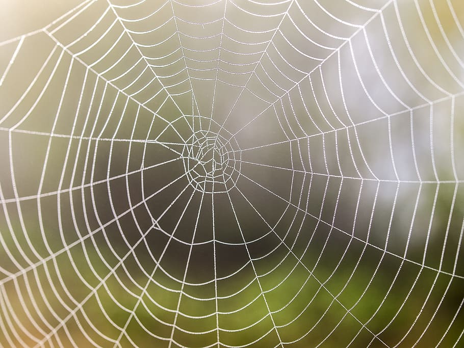 Cobweb, Nature, Spider, backgrounds, full frame, textured, spider web, spiral, pattern, close-up