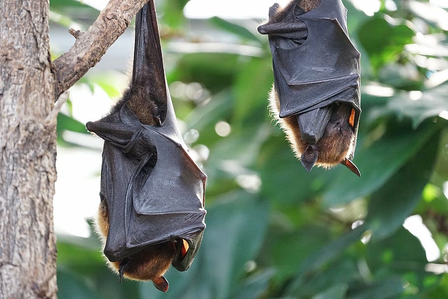 two, brown, bats, tree branch, flying foxes, bat, tropical bat, hanging, tree, focus on foreground
