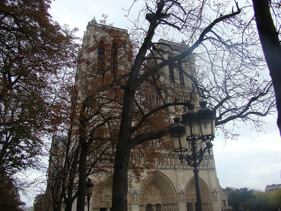 paris, notre dame, cathedral, france, tree, architecture, built structure, building exterior, low angle view, plant