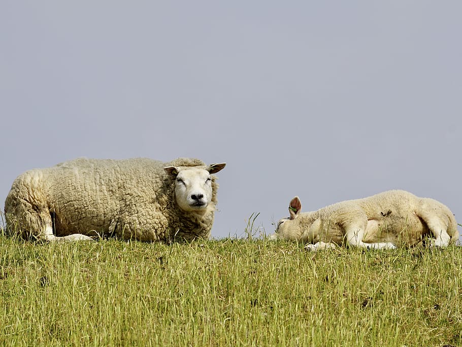 sheep, lamb, mother-child, schäfchen, wool, concerns, grass, chill out, rest, dike