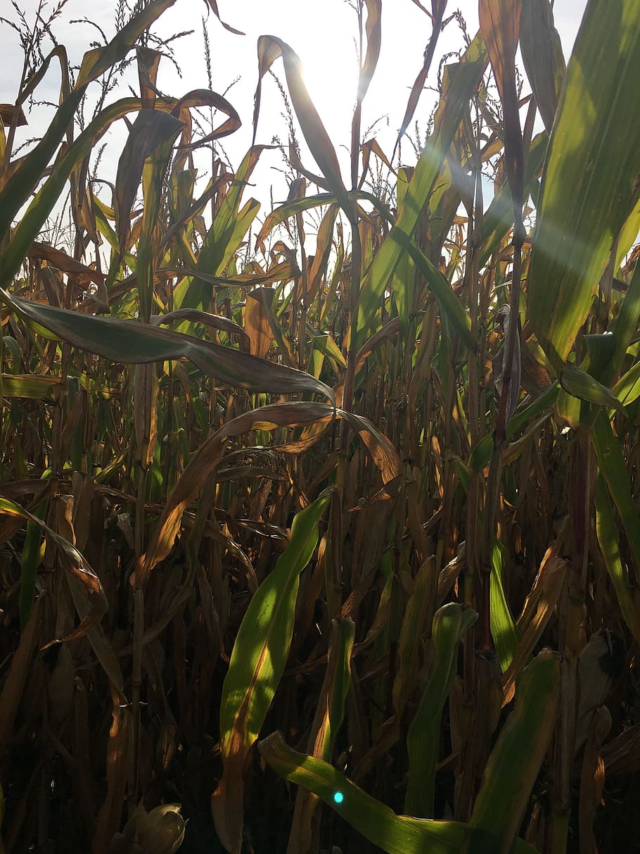 otoño, maíz, mazorca de maíz, cosecha, naturaleza, campo, laberinto de maíz, sol, campos, caminata