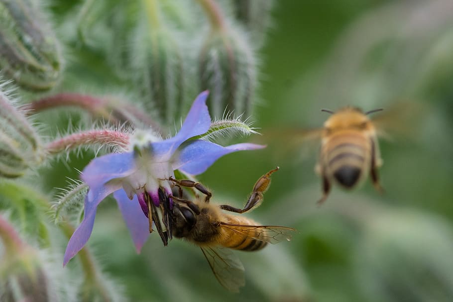 bee, insects, borage, hub, makro, affix, flowers, plants, plant, flowering plant