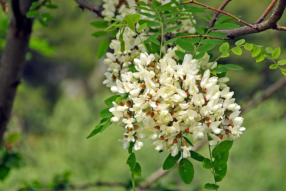 Robinia, Bunga, Perbungaan, Akasia, robinia pseudoacacia, bunga putih, putih, hijau, mekar, alam