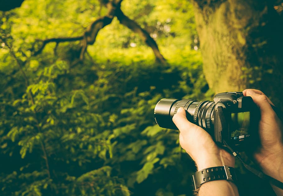 pessoa, segurando, Câmera DSLR, em pé, ao lado, árvore, ponte, Câmera, tirando, foto