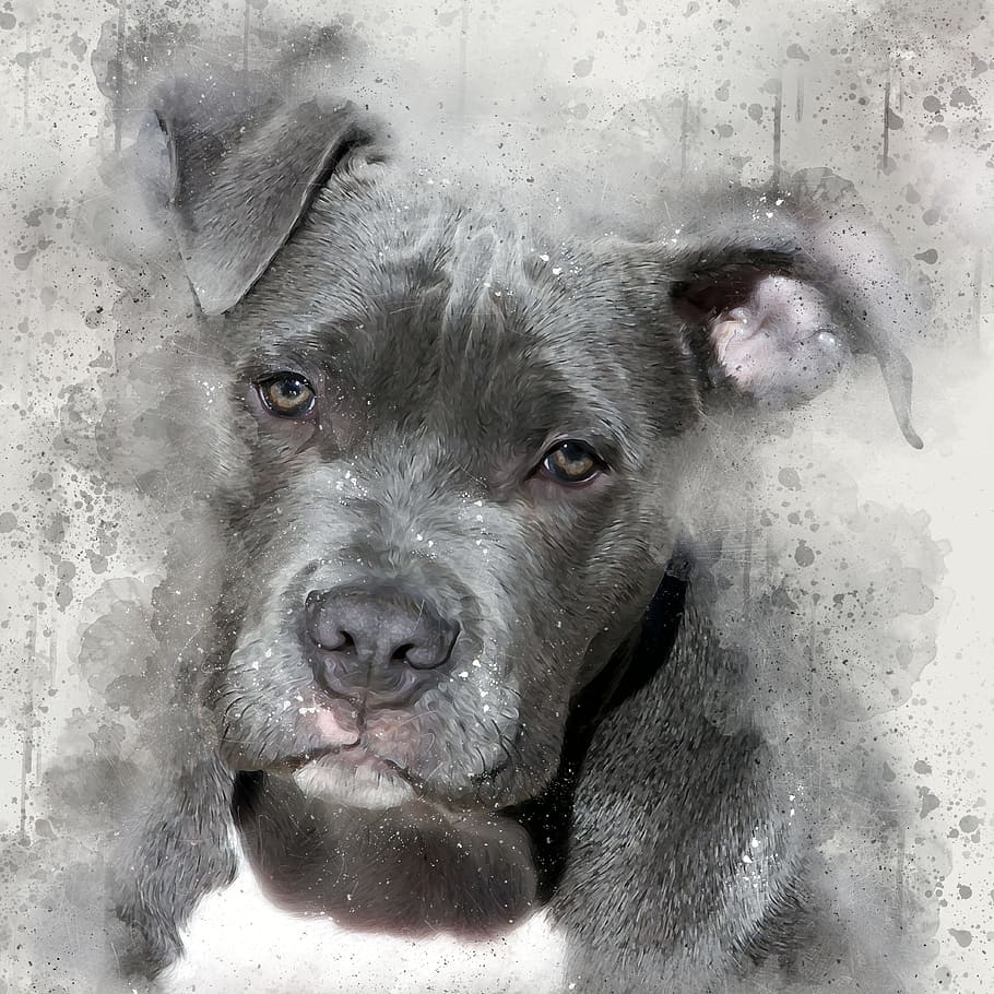 american, pit, bull, terrier, puppy, painting, pit bull dog, watercolour splatter effect, dog, watercolor dog