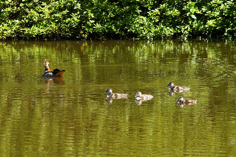 duck, mamma, family, water, waterfowl, chicks, nature, lake, waters, swim
