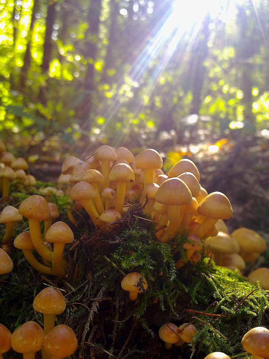 mushroom, nature, forest, autumn, fungi, colorful, available light, ground, wild, mushrooms