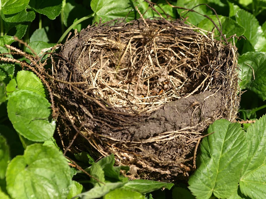 nest, bird's nest, nesting place, nature, hatchery, animal nest, plant part, leaf, close-up, plant