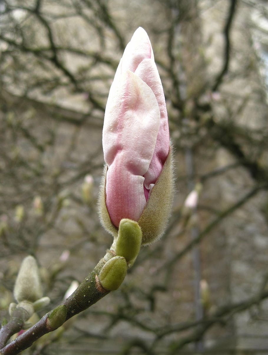 kuncup magnolia, frühlingsanfang, kuncup, pohon magnolia, magnolia blossom, musim semi, tanaman, alam, mekar, taman