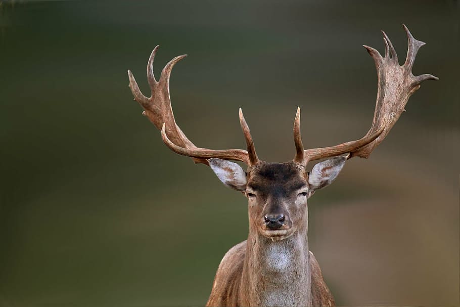 selective, male, deer, hirsch, fallow deer, wild, nature, antler, stag, animal wildlife