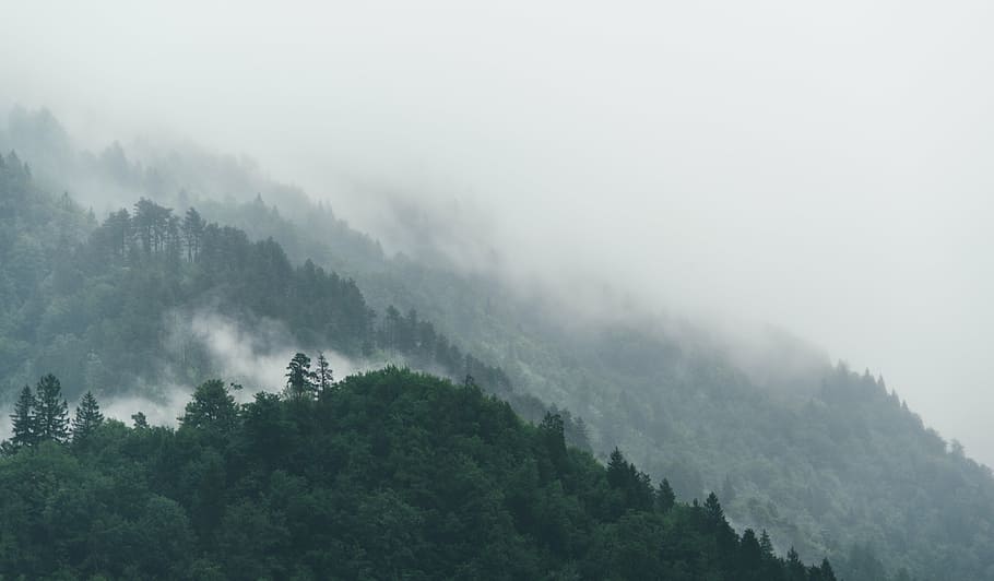 mountain, covered, trees, fog, nature, landscape, pine tree, clouds, travel, adventure
