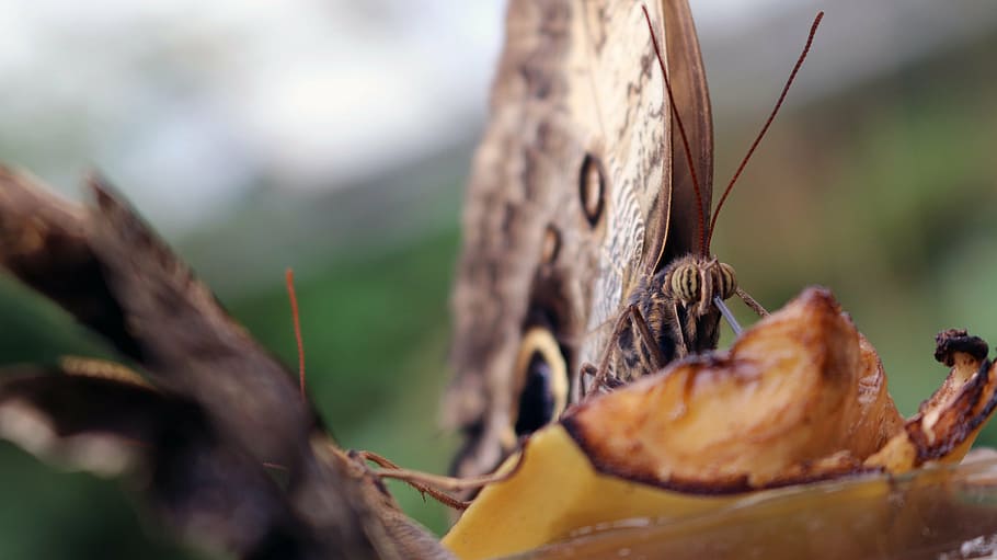 brown, moth, closeup, photography, black, butterfly, insect, outdoors, nature, day