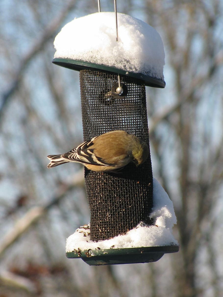Burung, Goldfinch, Emas, Burung Finch, Salju, musim dingin, putih, alam, margasatwa, makanan