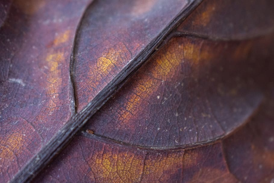 sheet, veins, macro, nature, autumn, close-up, wood - material, old, history, the past