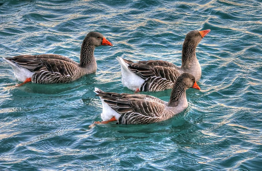 three, gray, ducks, water, geese, birds, waterfowl, swimming, animals, nature
