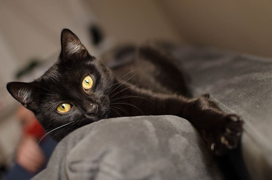 close-up photo, short-fur, black, kitten, gray, linen, cat, black cat, golden eyes, calm cat