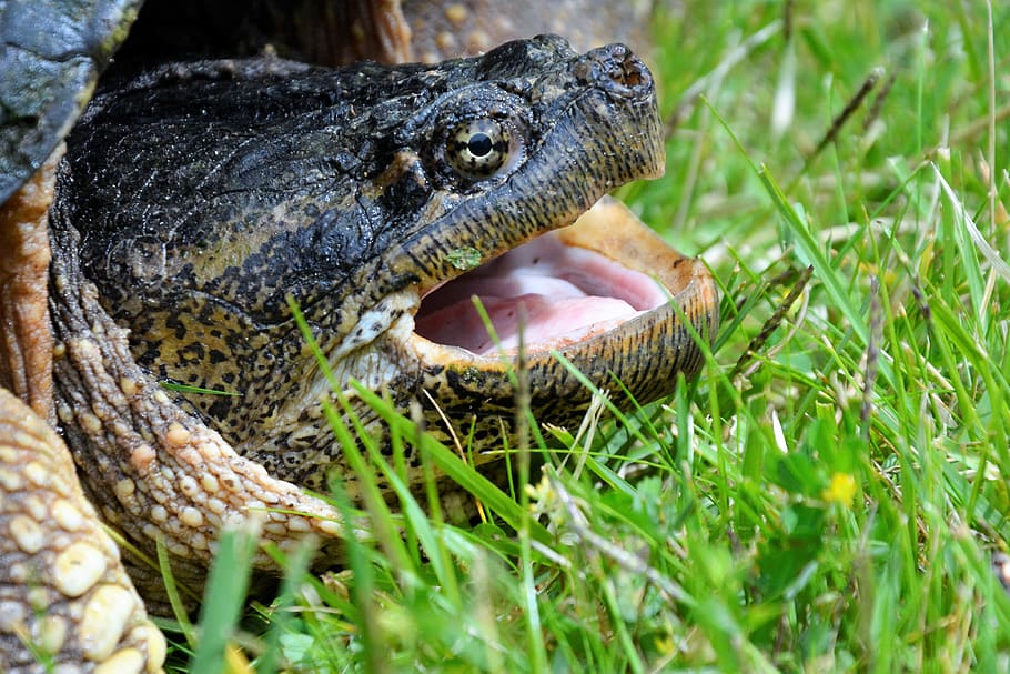 turtle, snapping turtle, large, crawling, head, angry, closeup, jaws, open, sharp