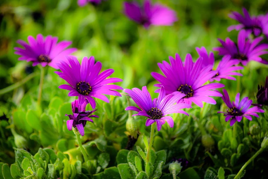 african daisy, flower, flora, nature, blooming, spring, blossom, garden, springtime, blossoming