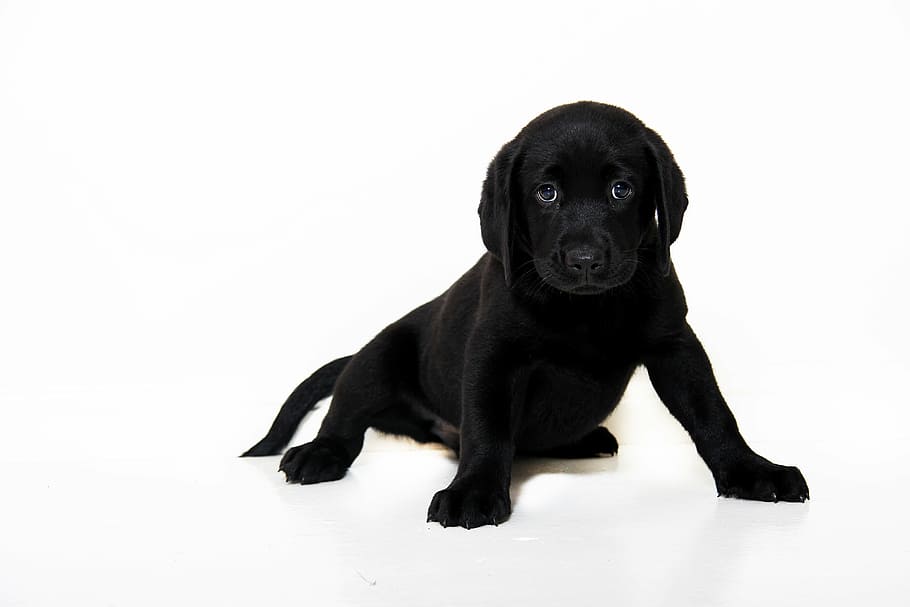 cachorro negro de pelo corto, negro, perro, cachorro, animal, mascota, raza, feliz, niña, amistad