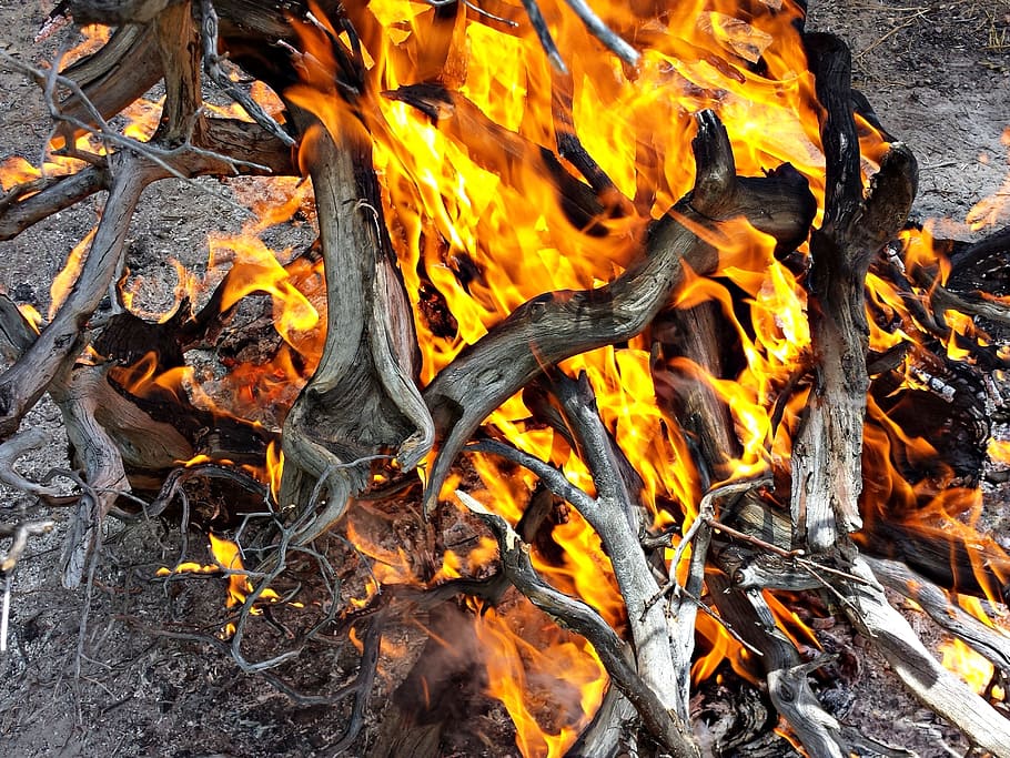 Fire, Wood, Burn, Combustion, Hot, fire, wood, burn combustion, firewood, fuel, orange