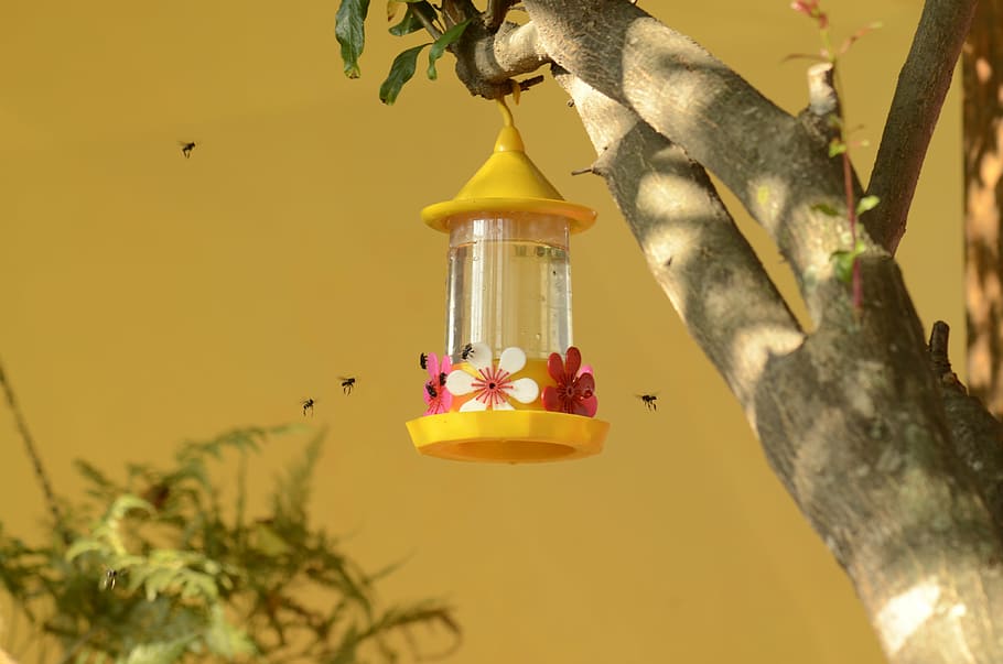bebedero, colibrí, abejas, néctar, naturaleza, planta, pájaro, animal, fauna silvestre animal, árbol