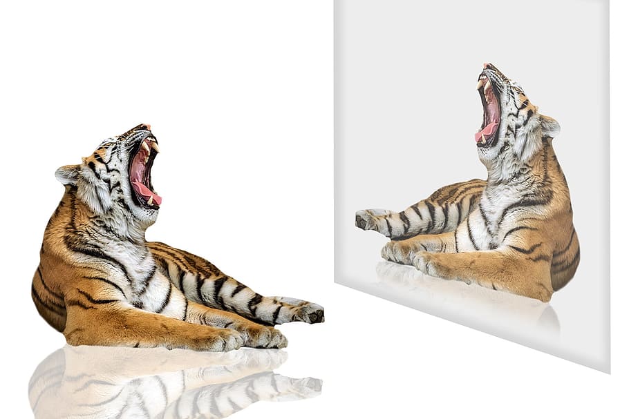 tiger, tiger of bengal, animal, feline, tawny, wild animals, animals, graphics, white, white background