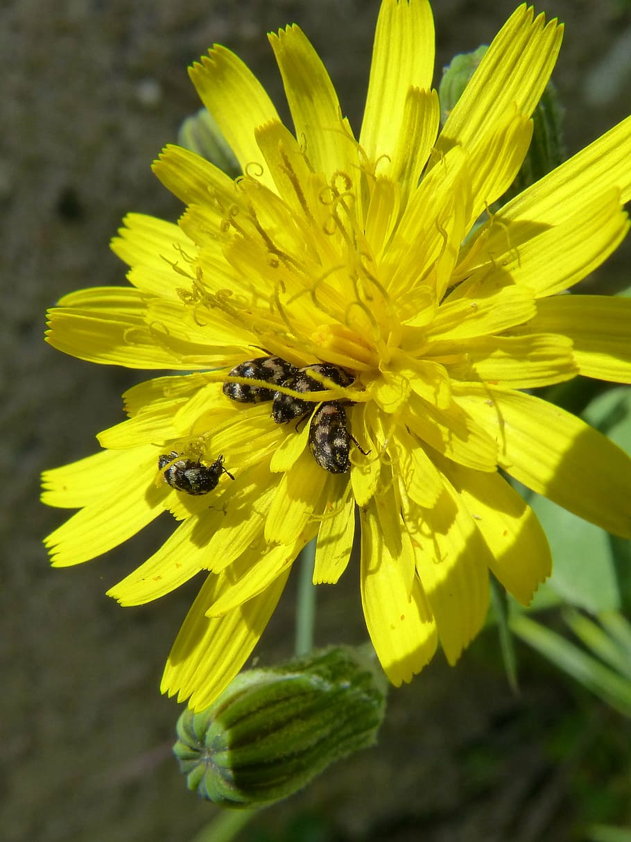 flower, dandelion, beetles zig zag, yellow flower, nature, yellow, plant, summer, petal, close-up