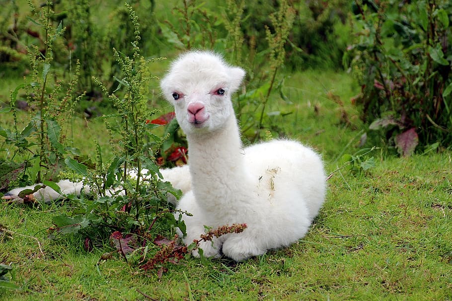 white, llama, sitting, green, grass, daytime, alpaca, vicugna pacos, pako, andes