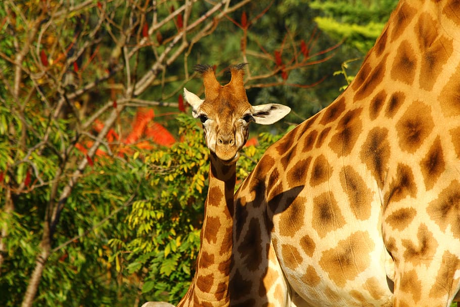 girafa, jardim zoológico, animais, áfrica, mamíferos, temas animais, animais selvagens, animal, mamífero, um animal