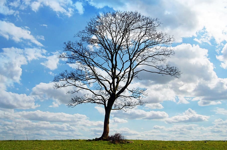 árvore nua, árvore, azul, céu, filial, ramos, nuvem, nuvens, natureza, estações