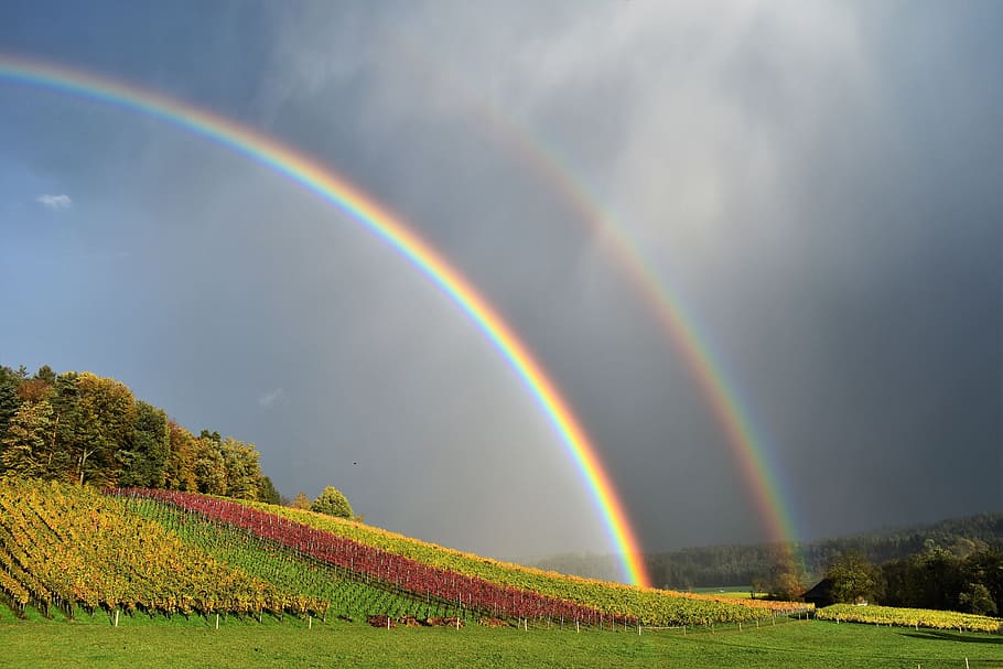rainbow, flower field, rain, landscape, nature, mood, sky, rainbow colors, natural phenomenon, double rainbow