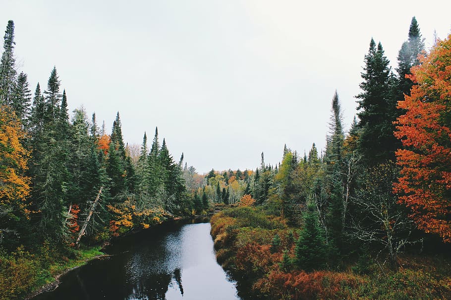 fotografía de paisaje, río, bosque, naturaleza, paisaje, árboles, césped, otoño, agua, lago