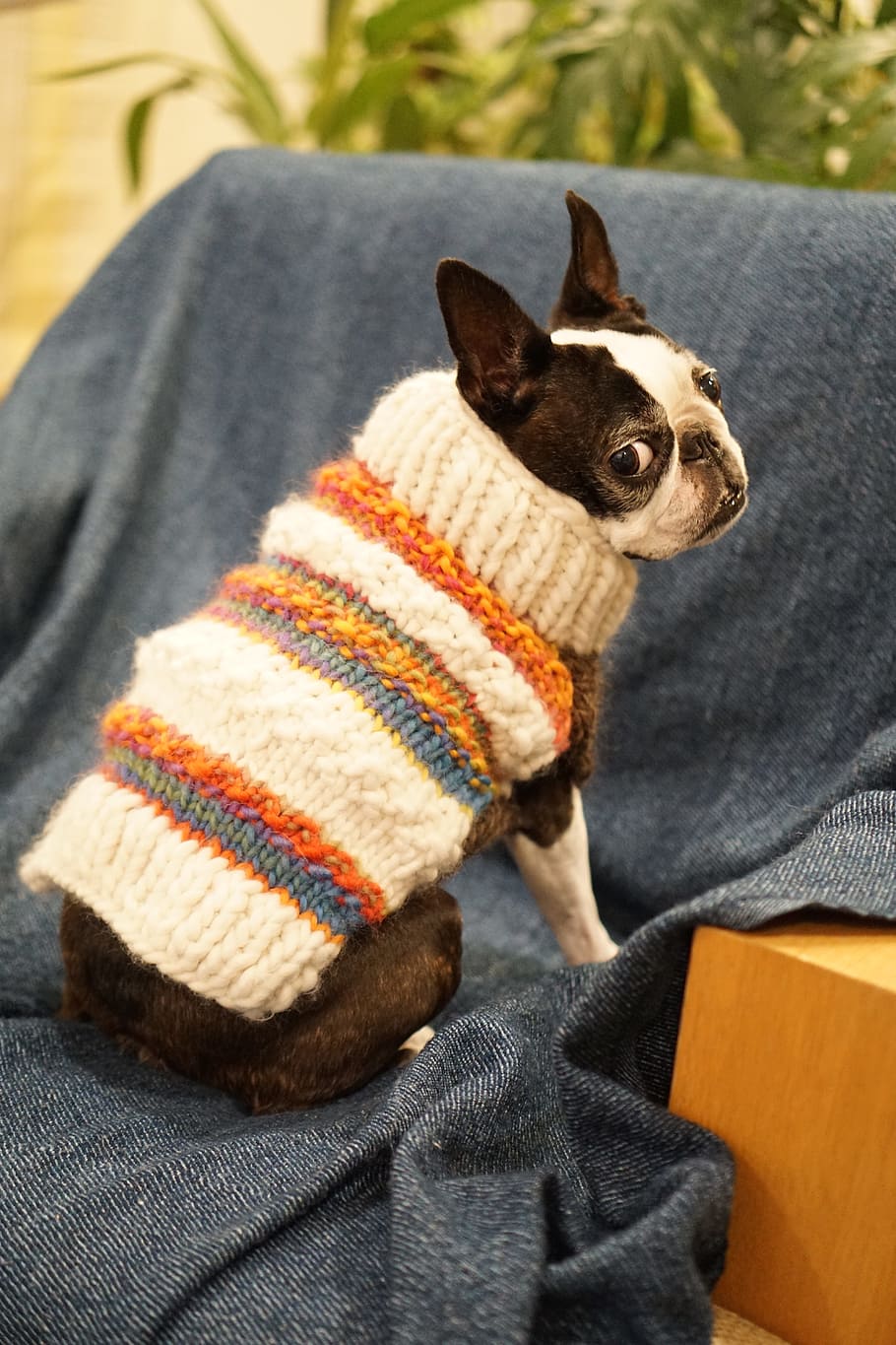 Boston Terrier, Hewan Peliharaan, Anjing, anjing jenis kecil, anjing dalam ruangan, sweater, pakaian anjing, sweater anjing, duduk, satu hewan
