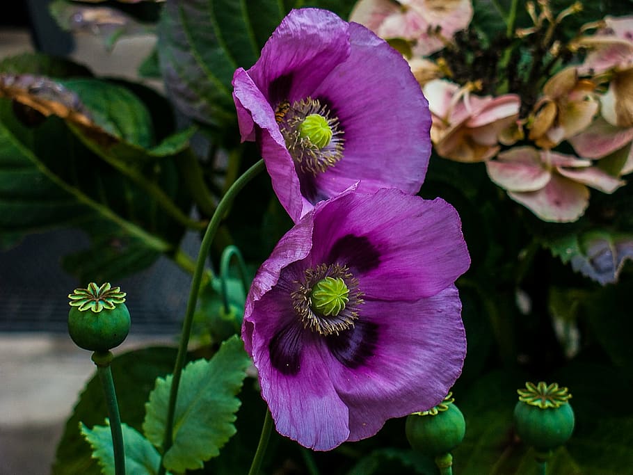 primer plano, foto, dos, púrpura, flores de amapola, amapola, klatschmohn, flor de amapola, campo de amapolas, cápsula de amapola