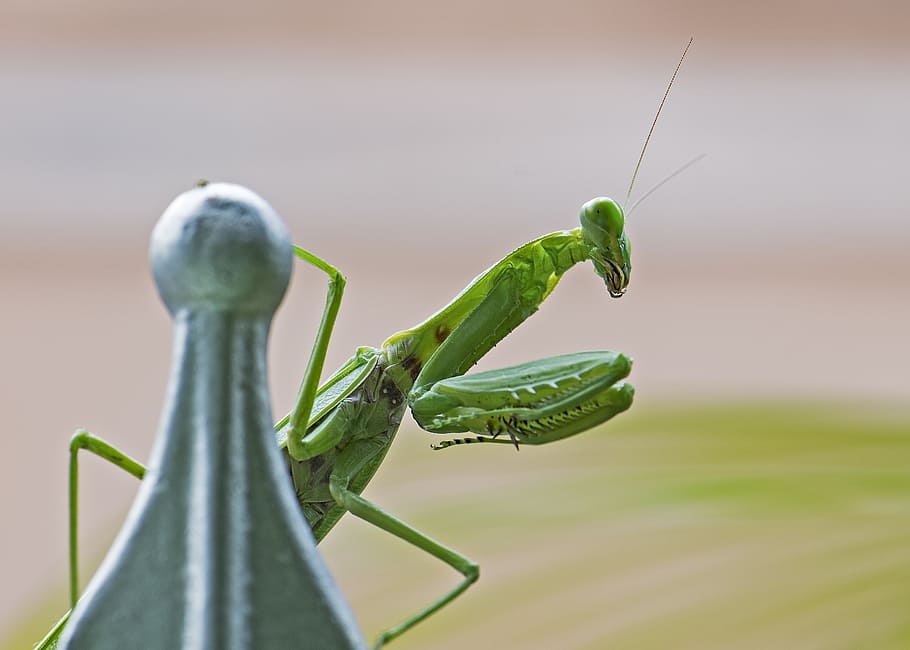 praying mantis, insect, green, bug, legs, macro, predator, mantis, body, creeping