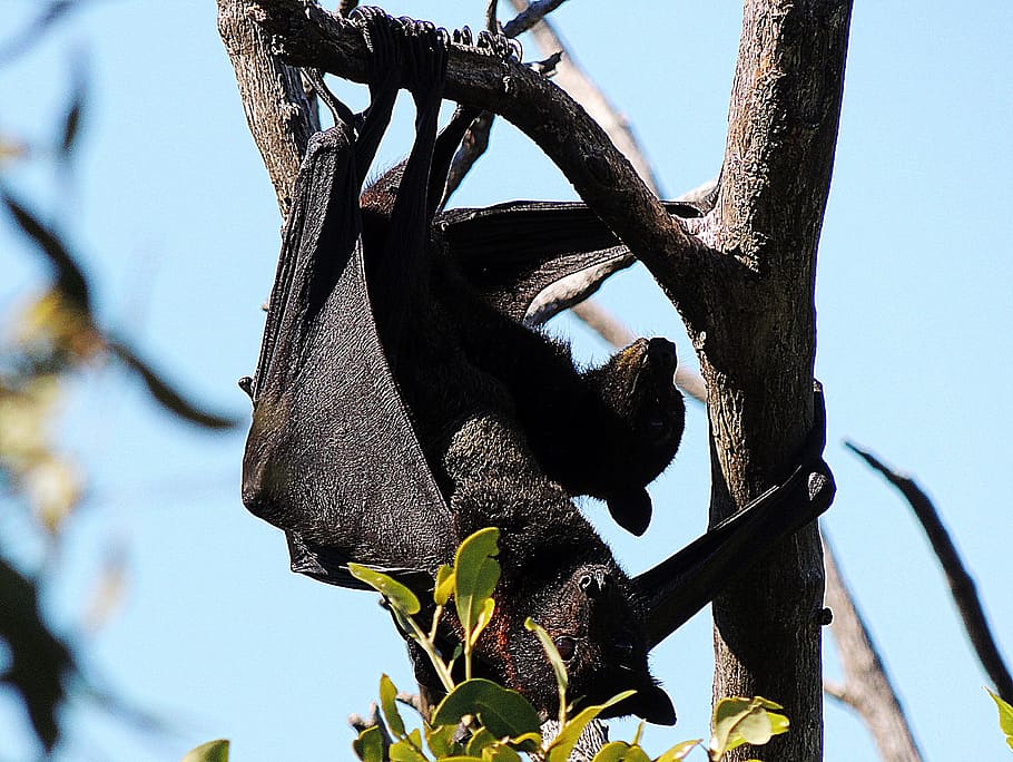 morcego, voador, raposa, fruto, árvore, tocando, asas, mamífero, nativo, austrália