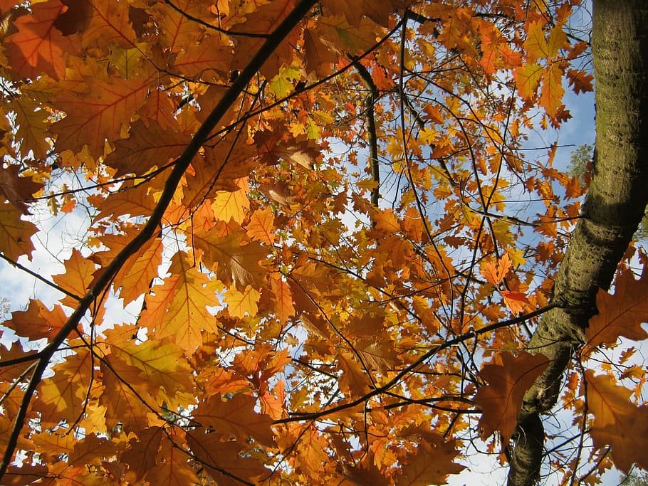 leaves, autumn, emerge, orange, golden, bright, translucent, oak leaves, leaf, yellow