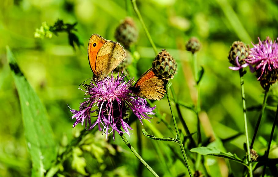 two, brown, butterfly, perched, purple, flower, lycaon, pair, insect, animal