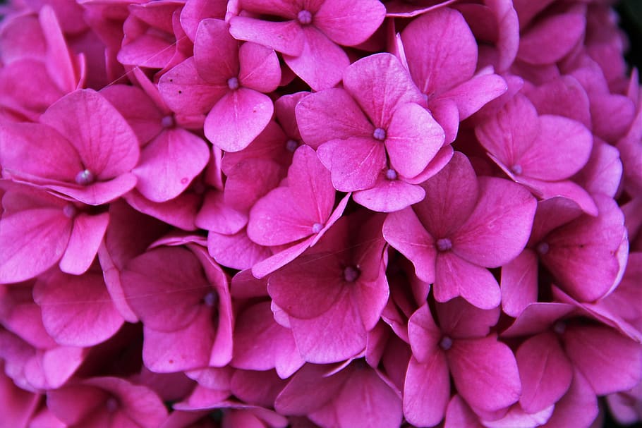 flores rosadas, hortensia, flor, floración, vista parcial, rosa, flor de hortensia, jardín, hortensia de invernadero, verano
