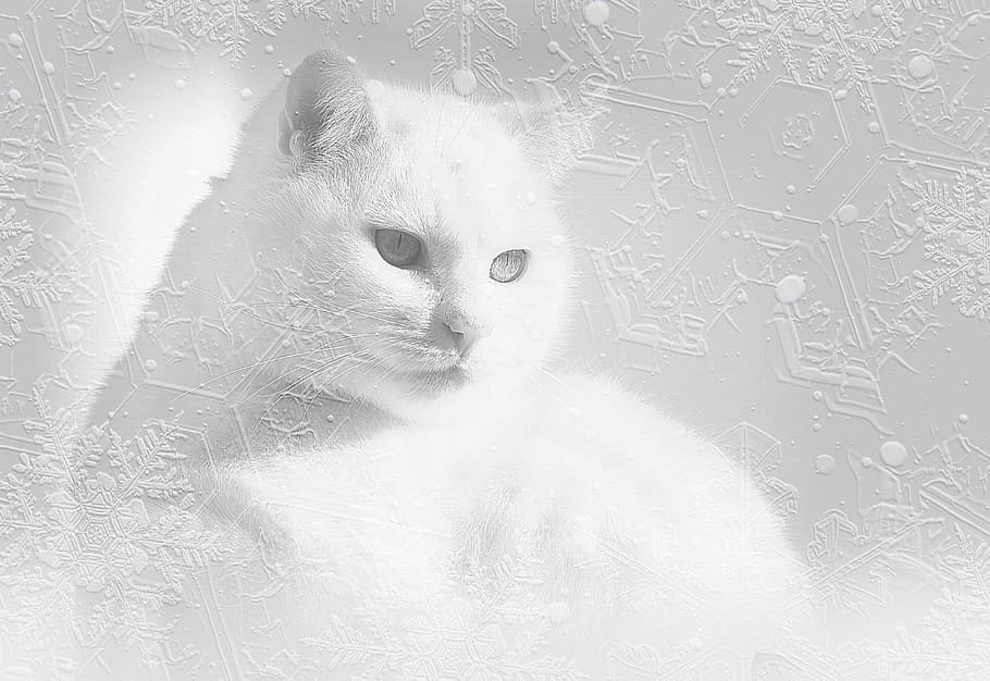 persian cat, graphic, wallpaper, cat, white cat, snow, eiskristalle, black and white, cat's eyes, domestic cat