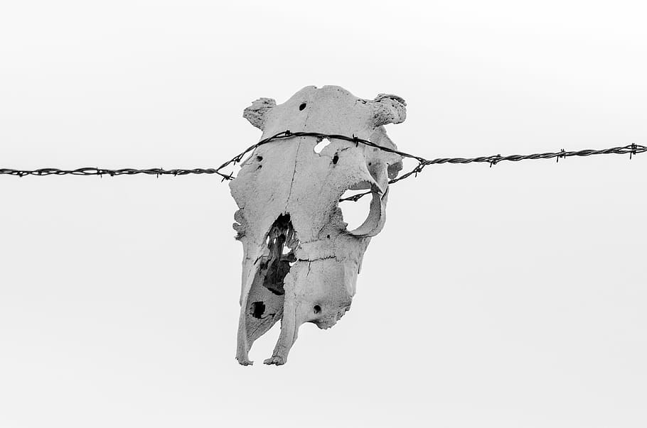 animal skull, hanged, barbwire, daytime, skull, cow skull, ranch, rustic, western, cowboy