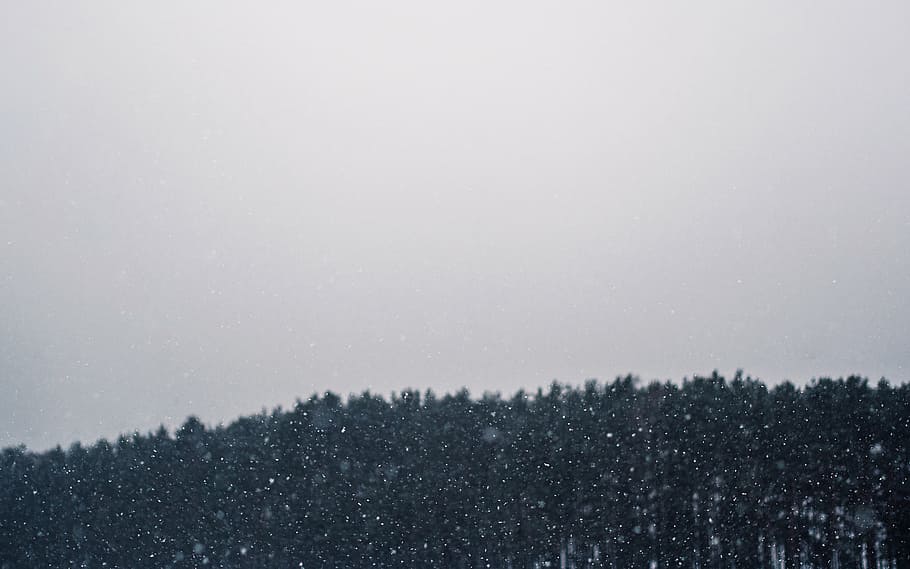 timelapse photography, o, lluvia, foto, árboles, invierno, nevando, tormenta de nieve, cielo, nublado