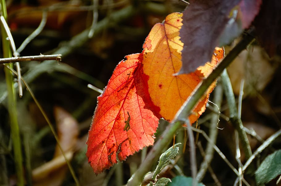 hojas de otoño, hojas, follaje de otoño, colorido, otoño, hoja, parte de la planta, cambio, planta, naturaleza